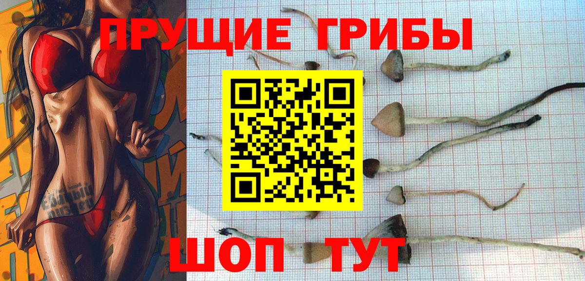 Галлюциногенные грибы Psilocybe Кизляр